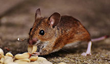24 Hour & Emergency Exterminators in Acme, PA
